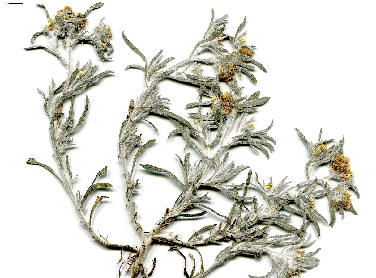 Gnaphalium uliginosum (Asteraceae)